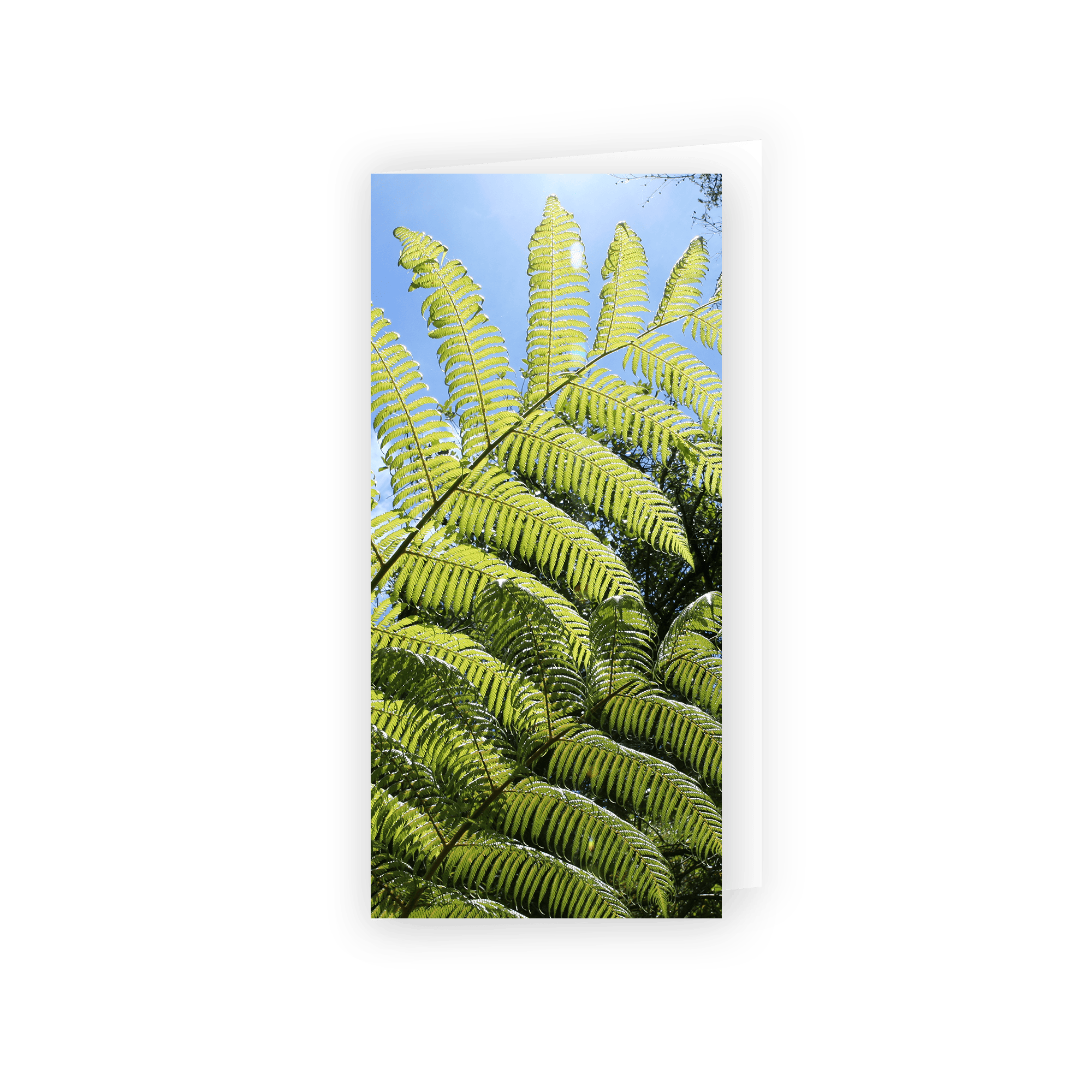 Card - Fern